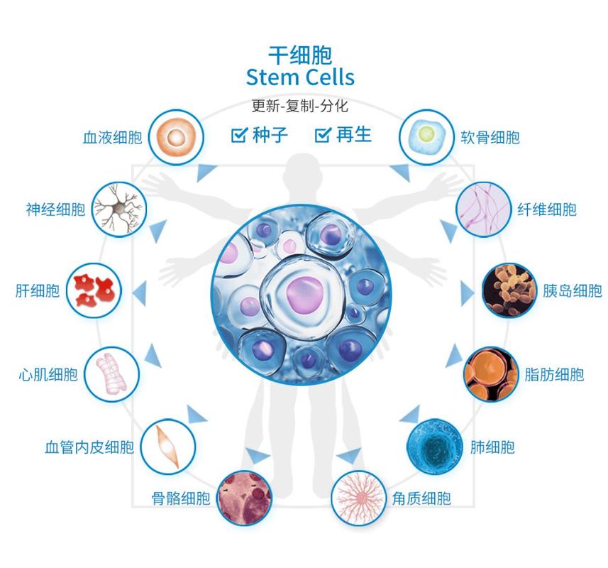 墨西哥干细胞抗衰老项目_什么年龄用抗衰老产品_衰老细胞