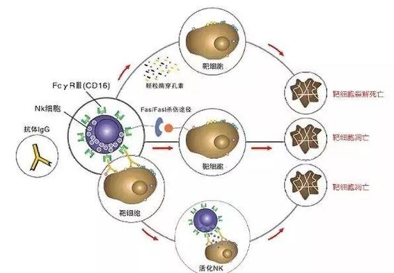日本干细胞抗衰老_抗衰老细胞模型_日本干细胞抗衰老多少钱