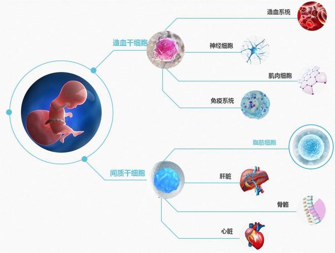 乌克兰胚胎干细胞注射_乌克兰打干细胞针_乌克兰可以打胚胎干细胞吗