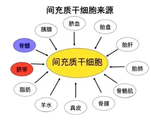 血红细胞有什么作用_泰国干细胞治疗副作用_骨髓间充质干细胞的细胞毒性