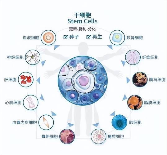 德国干细胞抗衰老骗局_德国干细胞治疗真实案例_德国干细胞