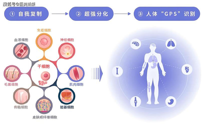 美国干细胞抗衰老价格_抗衰老细胞干预_抗衰老细胞疗法