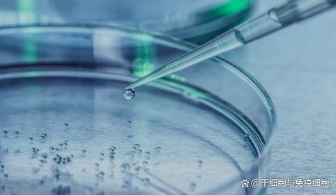 胚胎干细胞注射_胎儿干细胞储存多少钱_德国胎儿干细胞注射