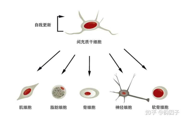 骨髓间充质干细胞的细胞毒性_细胞核是遗传信息库是细胞_格鲁吉亚干细胞