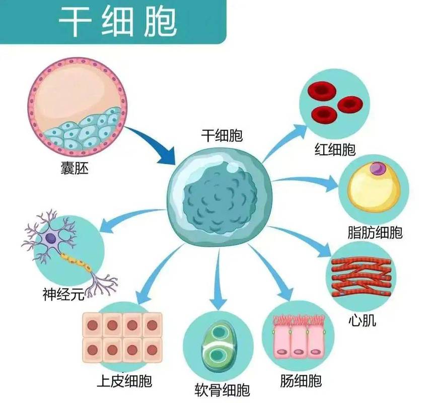 美国干细胞安全吗_干细胞安教授_干细胞美国