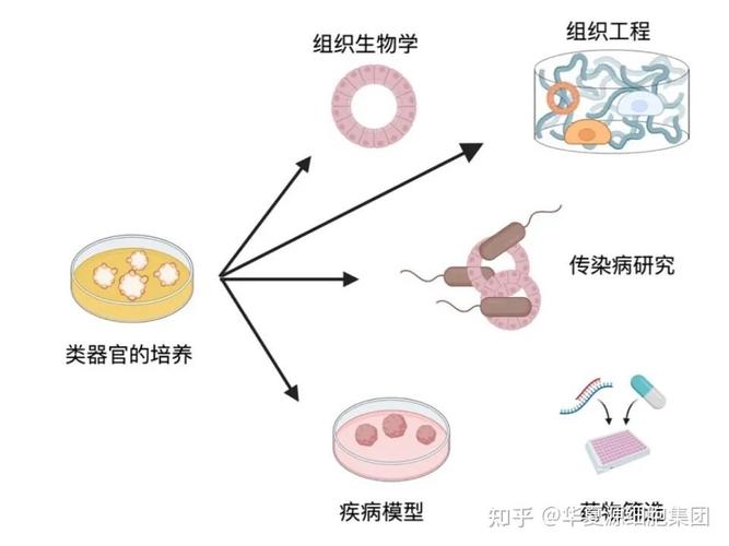 德国癌症治疗水平_德国干细胞治疗癌症有效吗_德国细胞免疫治疗癌症