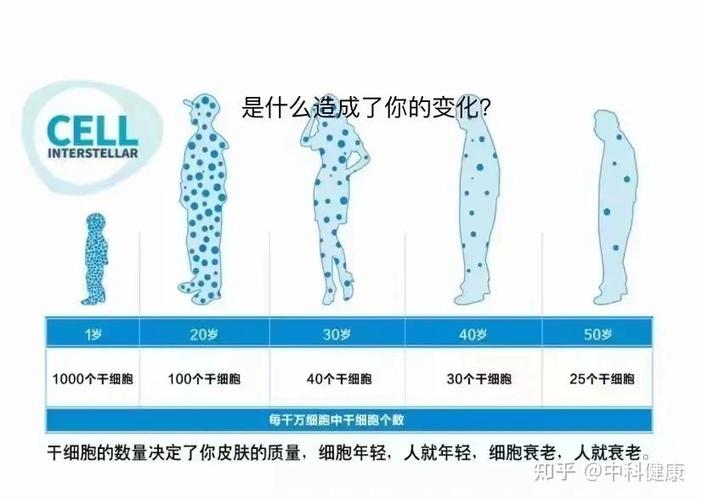 干细胞年轻20岁_细胞年轻人就年轻吗_日本干细胞年轻30岁