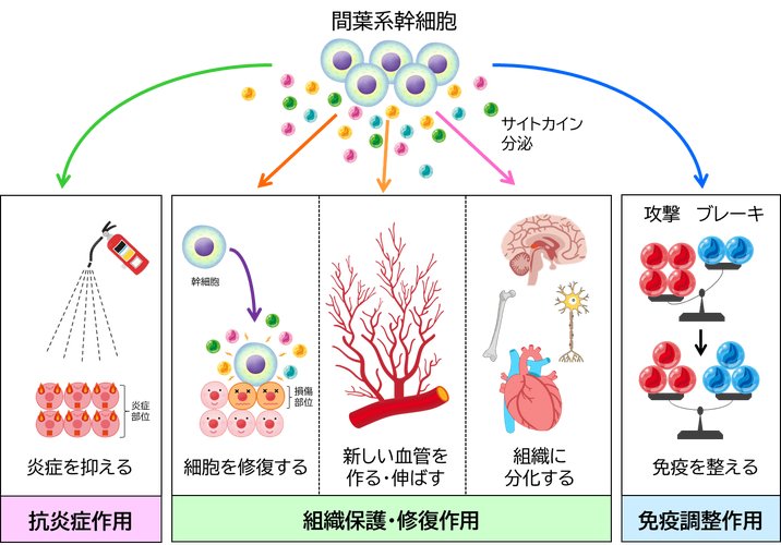日本细胞治疗收费标准_日本干细胞治疗值得吗_日本细胞疗法