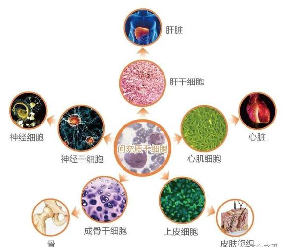 中国合法的细胞库_德国干细胞合法来源_干细胞合法的国家