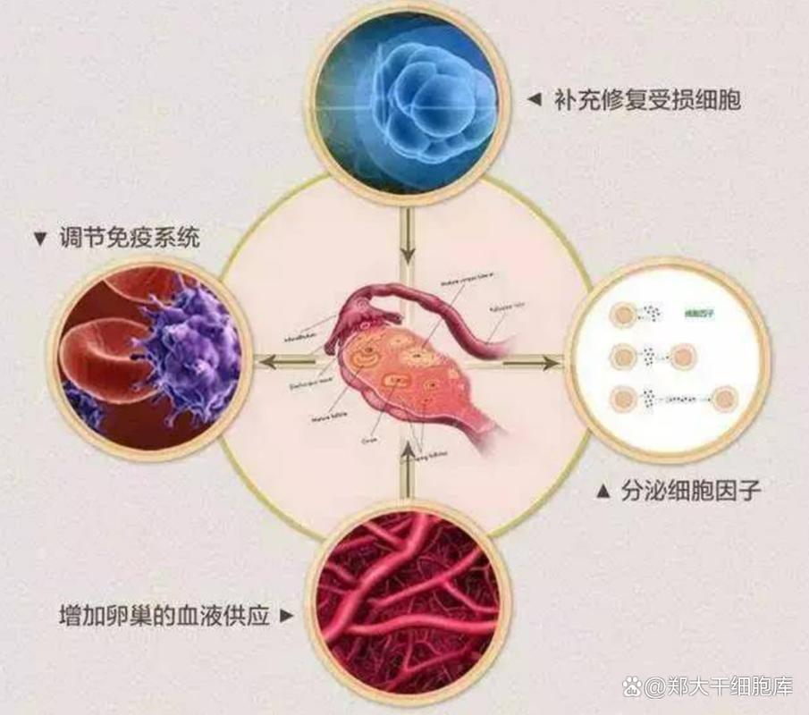 日本干细胞治疗卵巢早衰_泰国干细胞治疗卵巢早衰_卵巢抗衰干细胞的价格