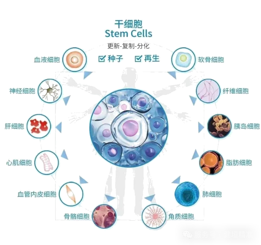 怎样治疗卵巢功能早衰_中西医结合治疗卵巢功能早衰_格鲁吉亚干细胞治疗卵巢早衰