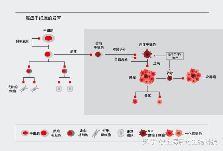 东京干细胞治疗经验分享_东京癌症中心细胞疗法_东京最好的干细胞医院