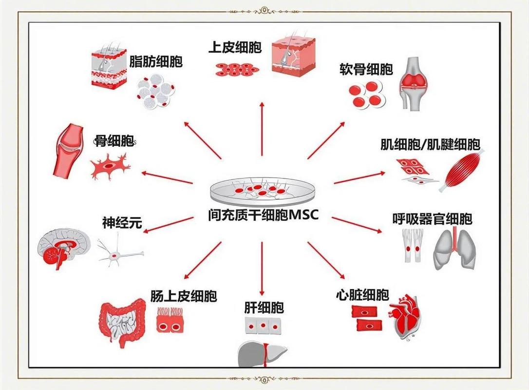 骨髓间充质干细胞的细胞毒性_格鲁吉亚干细胞VIP抗衰_细胞干重和鲜重含量