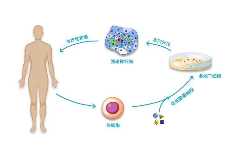 去美国做干细胞值得吗_美国干细胞研究_美国细胞治疗