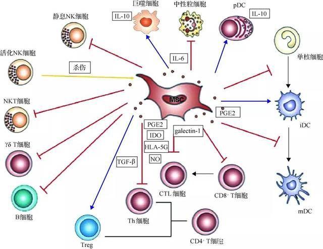 墨西哥干细胞治疗多发性硬化_多发性的硬化_双侧多发腔隙性脑梗塞