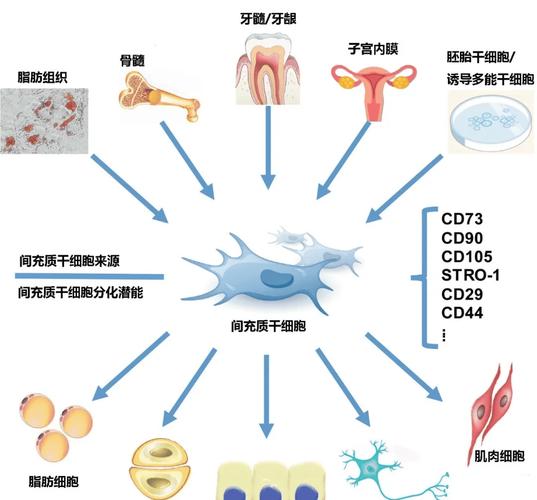 乌克兰最好的干细胞医院_乌克兰干细胞治疗风险_乌克兰干细胞技术