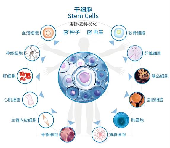 抗癌干细胞注射_复方甘草酸苷注射疗程_泰国干细胞注射疗程多少次