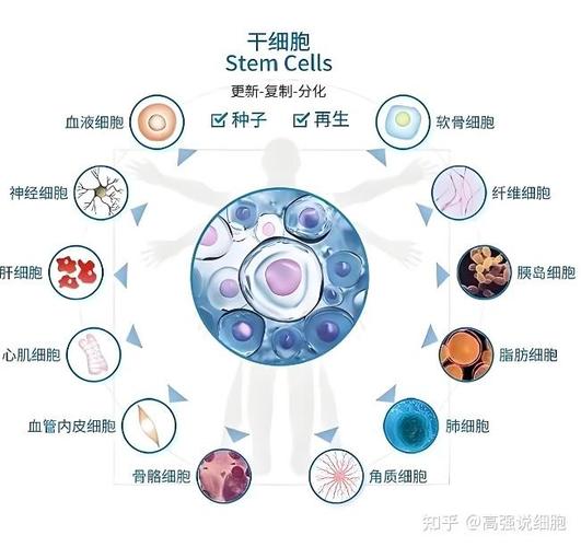 乌克兰干细胞的效果_乌克兰干细胞注射抗衰老_乌克兰胚胎干细胞价格
