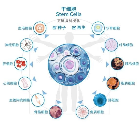 日本细胞疗法_日本干细胞治疗_日本干细胞治疗副作用