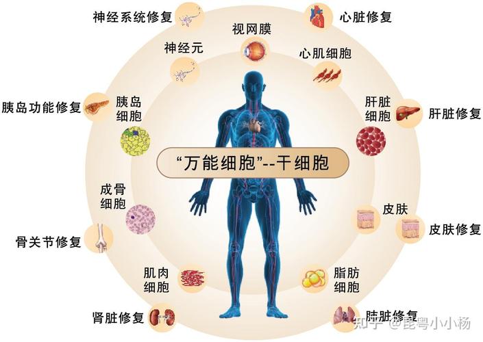 德国干细胞治疗前后对比_干细胞效果对比_德国产治疗修复细胞的药