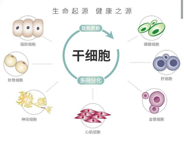 线索细胞阳性怎么治疗_泰国干细胞治疗真实案例_生物治疗细胞免疫疗法